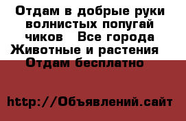 Отдам в добрые руки волнистых попугай.чиков - Все города Животные и растения » Отдам бесплатно   